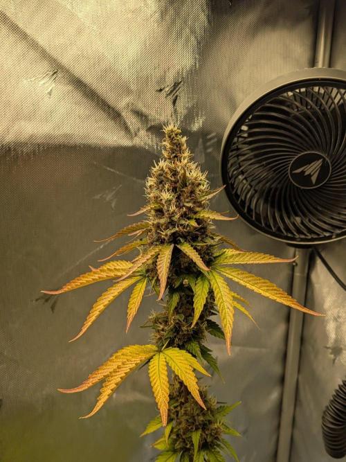 Dark Lemonade 🍋 Auto. Week 11