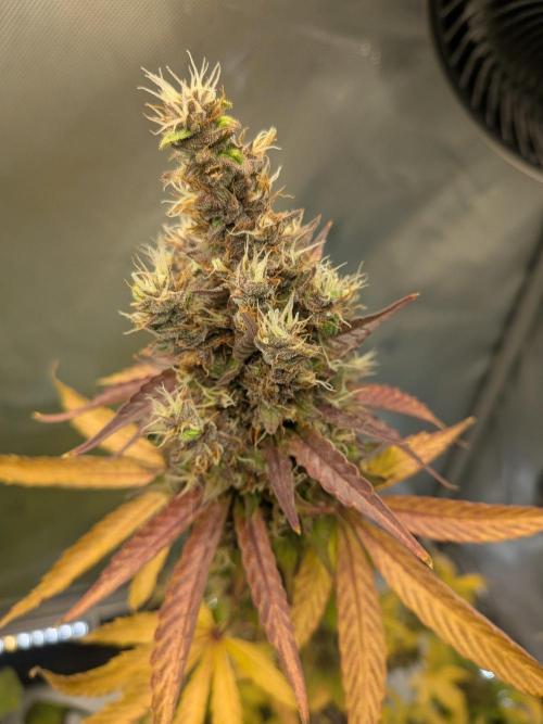 Delicious Seeds - Dark Lemonade Auto by wolfvb