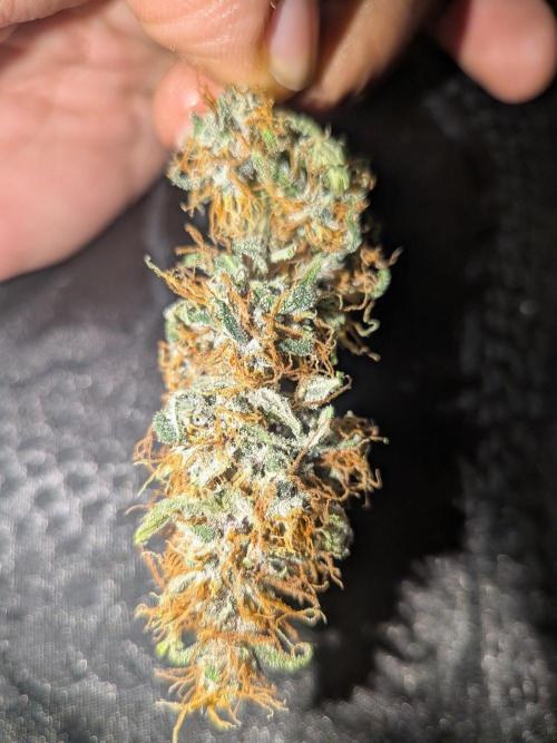 Dark Lemonade 🍋 Auto. Week 11