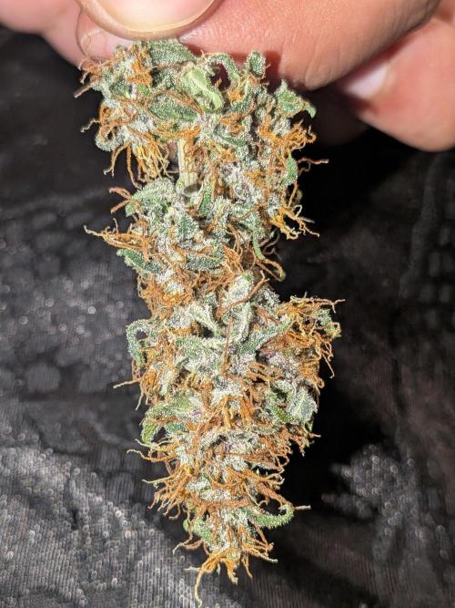 Dark Lemonade 🍋 Auto. Week 11