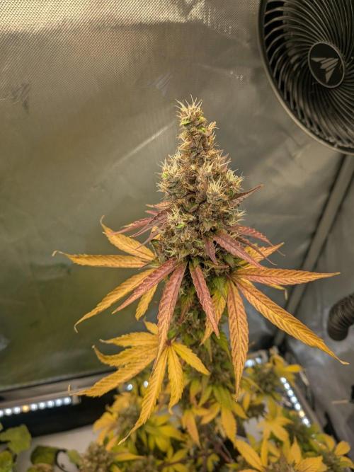 Dark Lemonade 🍋 Auto. Week 11