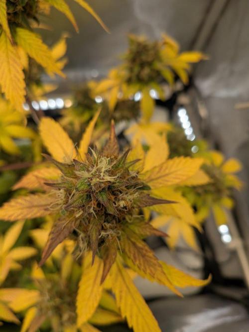 Dark Lemonade Auto. Week 11