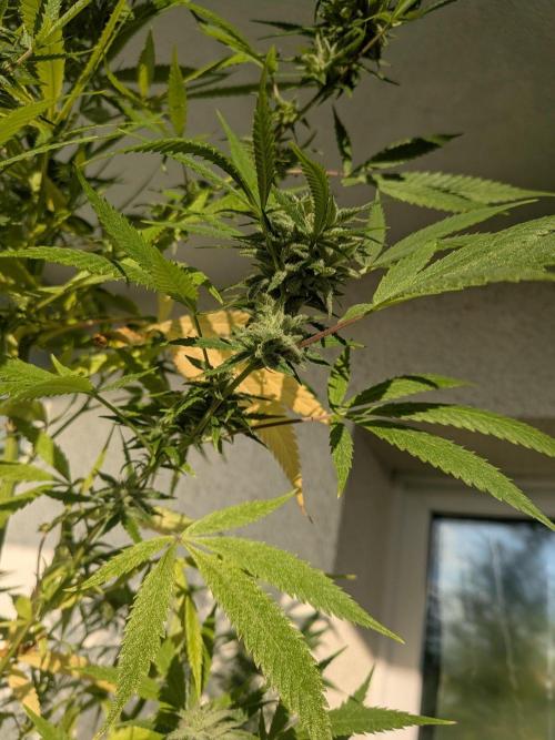 RS11(C) | GanjaFarmer. Week 28