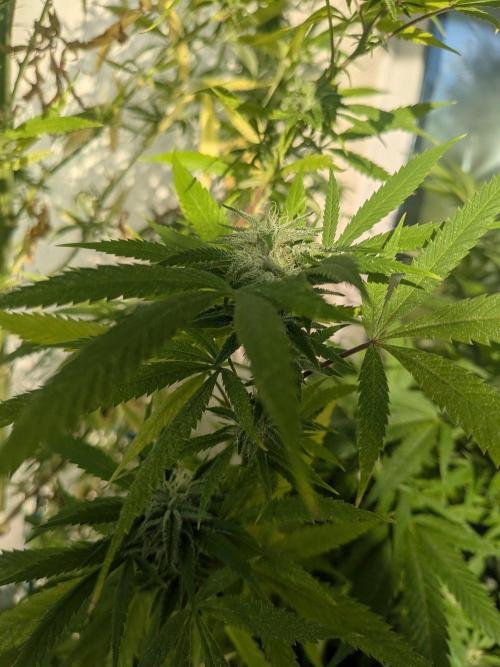 RS11(C) | GanjaFarmer. Week 28