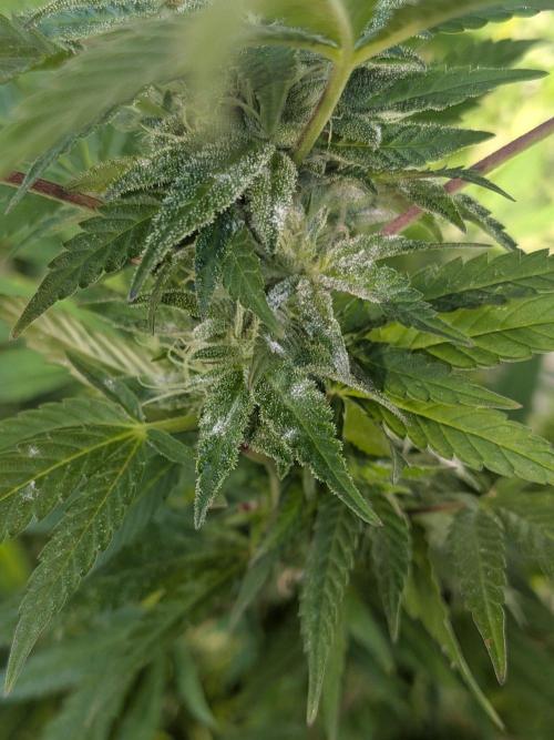 RS11(B) | GanjaFarmer. Week 28