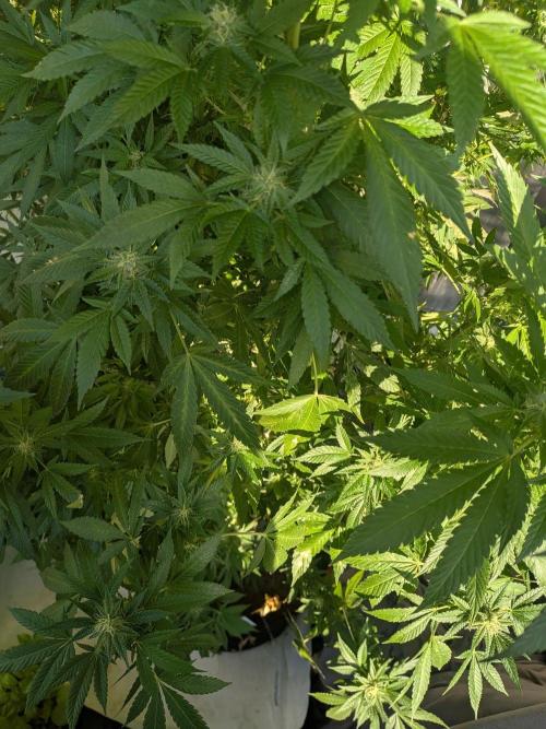 Khalifa Kush | outdoor 2026. Week 29