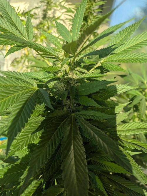 Khalifa Kush | outdoor 2026. Week 29