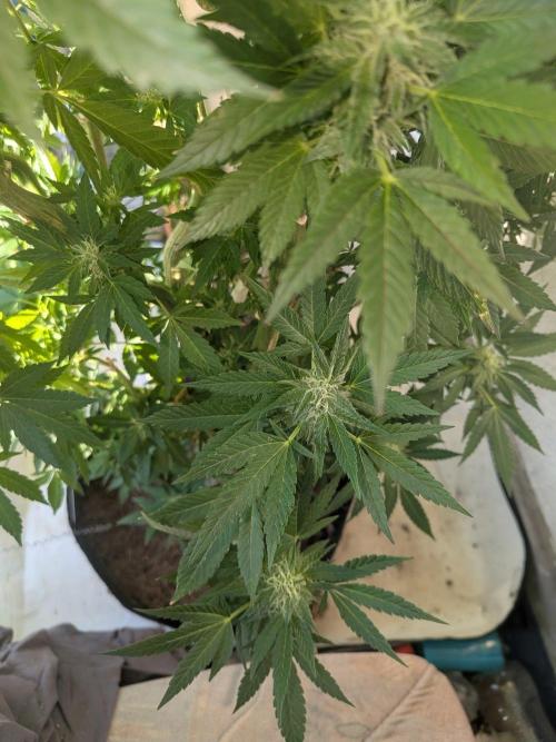 Khalifa Kush | outdoor 2026. Week 29