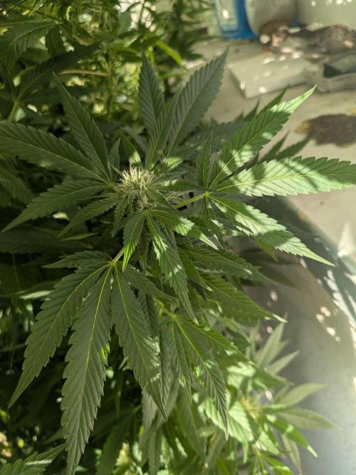 Khalifa Kush | outdoor 2026. Week 29