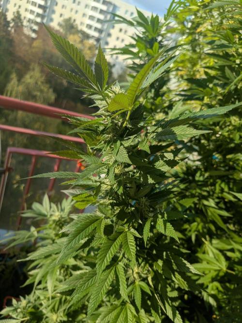 Khalifa Kush | outdoor 2026. Week 29