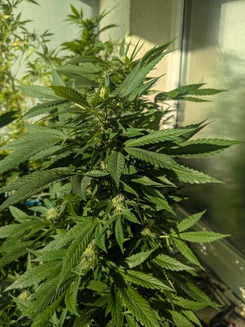 Khalifa Kush | outdoor 2026. Week 29