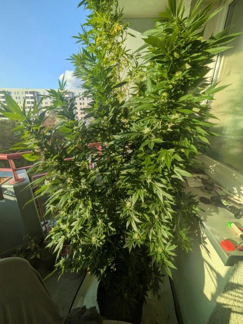 Khalifa Kush. Week 29