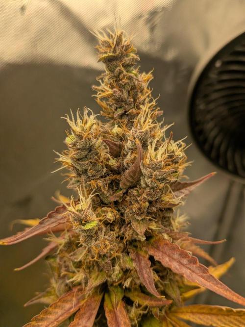 Dark Lemonade 🍋 Auto. Week 12