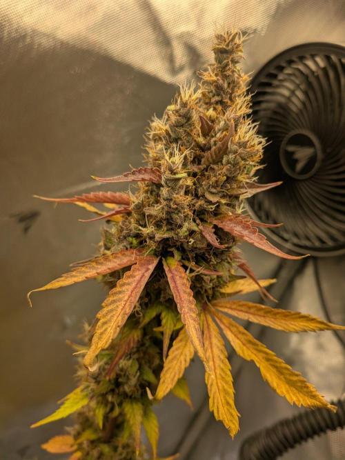 Dark Lemonade 🍋 Auto. Week 12