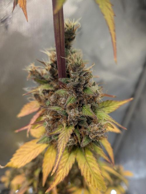 Dark Lemonade 🍋 Auto. Week 12