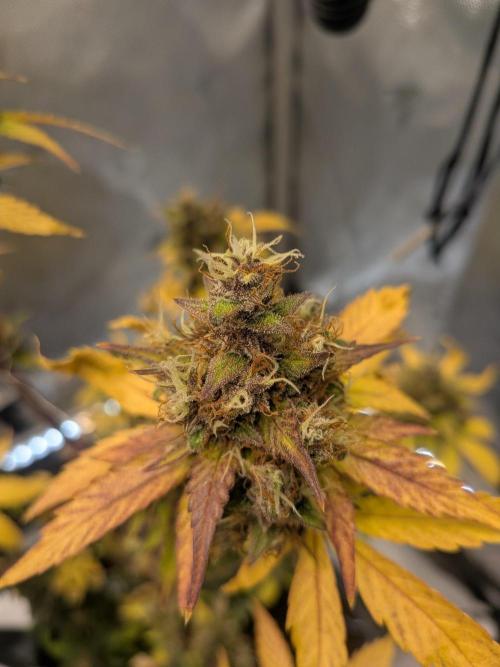 Dark Lemonade 🍋 Auto. Week 12
