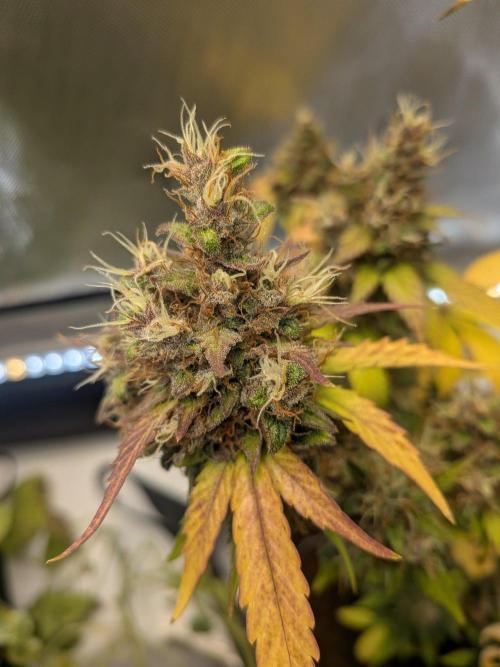 Dark Lemonade 🍋 Auto. Week 12