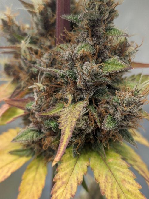 Dark Lemonade 🍋 Auto. Week 12