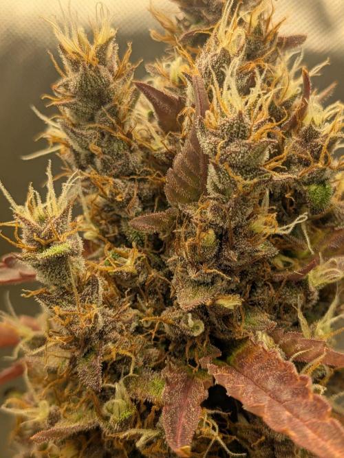 Dark Lemonade 🍋 Auto. Week 12