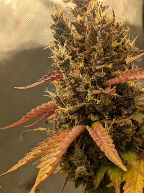 Dark Lemonade 🍋 Auto. Week 12