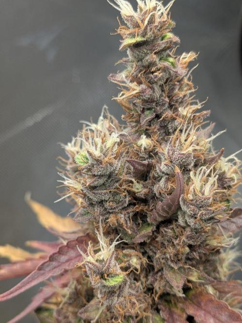 Dark Lemonade 🍋 Auto. Week 12