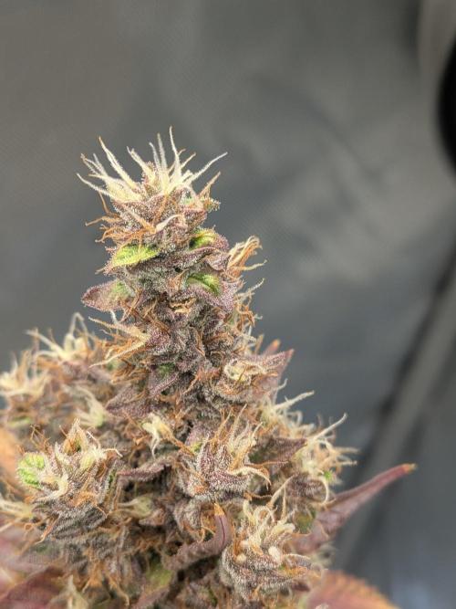 Dark Lemonade 🍋 Auto. Week 12