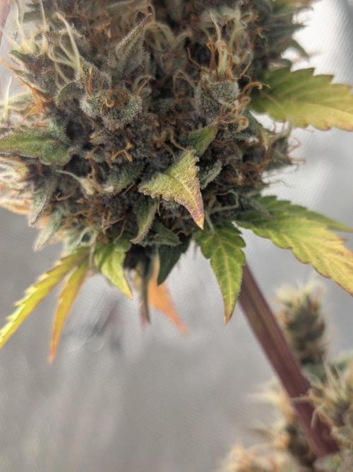 Dark Lemonade 🍋 Auto. Week 12