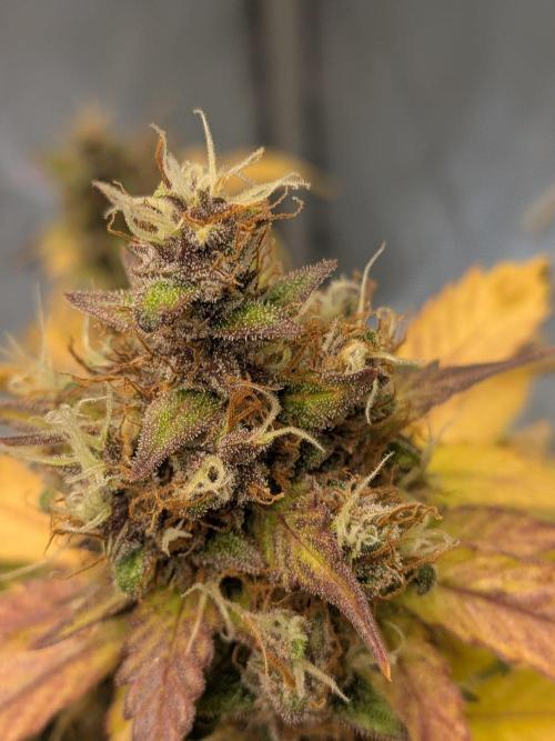 Dark Lemonade 🍋 Auto. Week 12