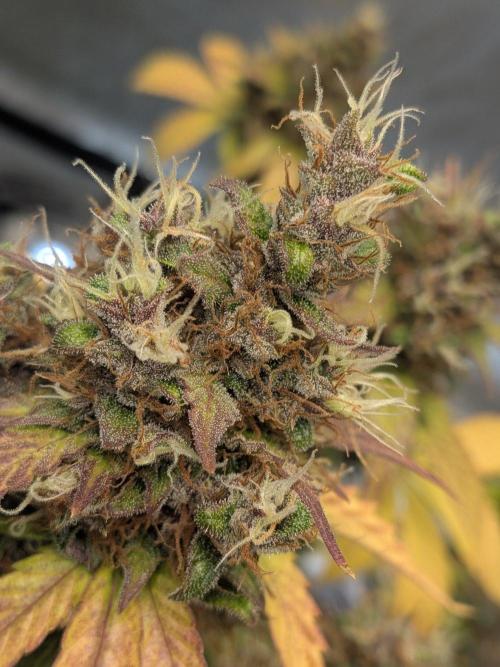 Dark Lemonade 🍋 Auto. Week 12