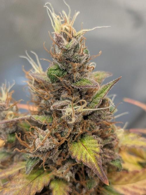 Dark Lemonade 🍋 Auto. Week 12