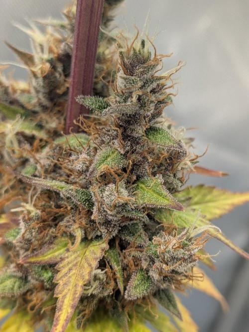 Dark Lemonade 🍋 Auto. Week 12