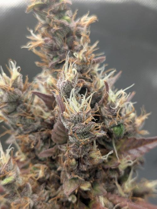 Dark Lemonade 🍋 Auto. Week 12