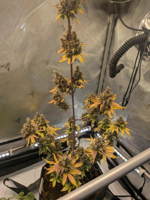 Dark Lemonade 🍋 Auto. Week 12