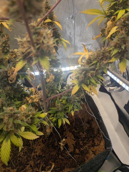 Dark Lemonade 🍋 Auto. Week 12