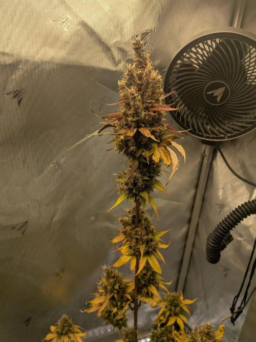 Dark Lemonade 🍋 Auto. Week 12