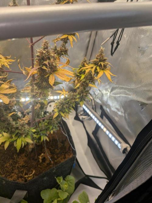 Dark Lemonade 🍋 Auto. Week 12