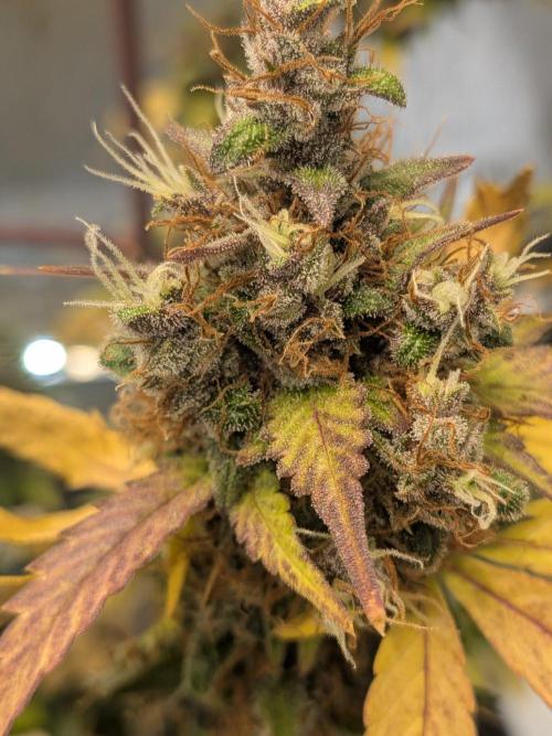 Dark Lemonade 🍋 Auto. Week 12