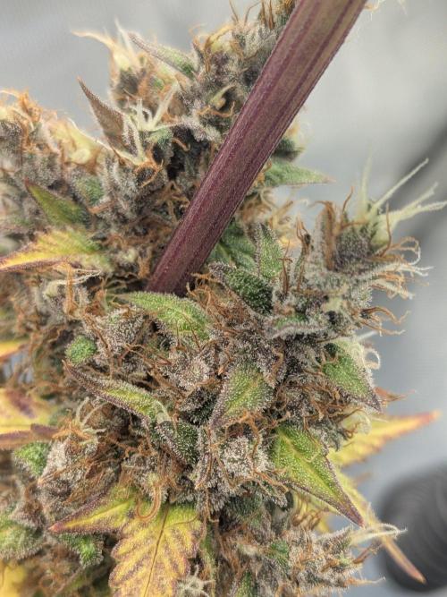 Dark Lemonade 🍋 Auto. Week 12