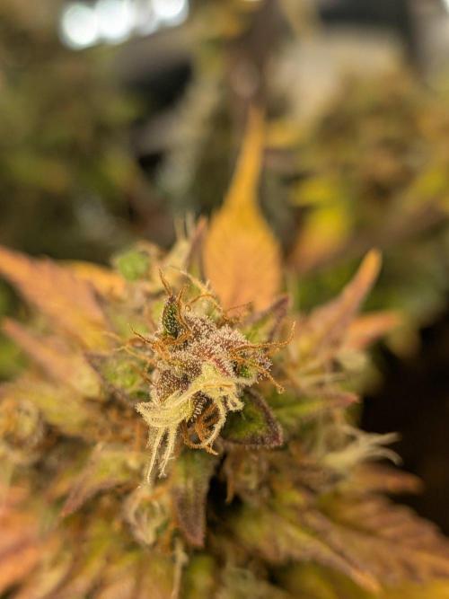 Dark Lemonade 🍋 Auto. Week 12