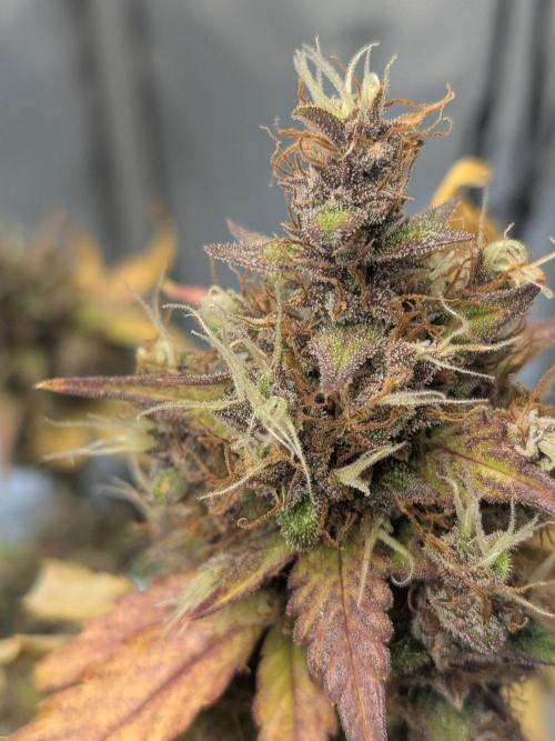 Dark Lemonade 🍋 Auto. Week 12