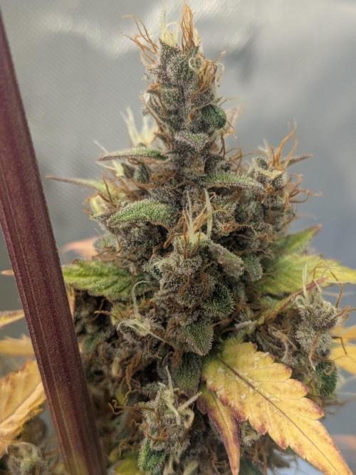 Dark Lemonade 🍋 Auto. Week 12