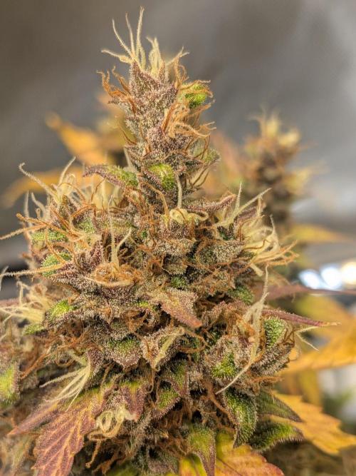 Dark Lemonade 🍋 Auto. Week 12