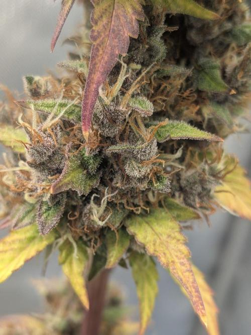 Dark Lemonade 🍋 Auto. Week 12