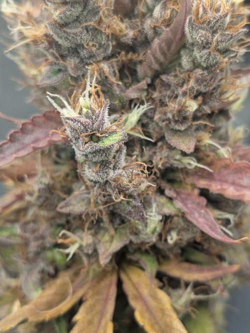 Dark Lemonade 🍋 Auto. Week 12