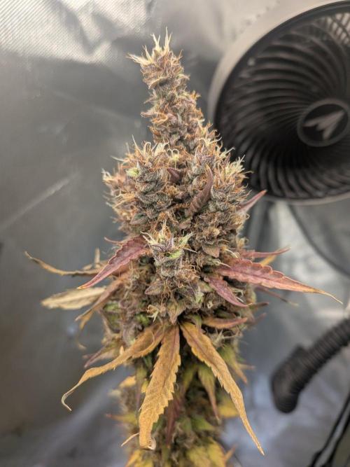 Dark Lemonade 🍋 Auto. Week 12