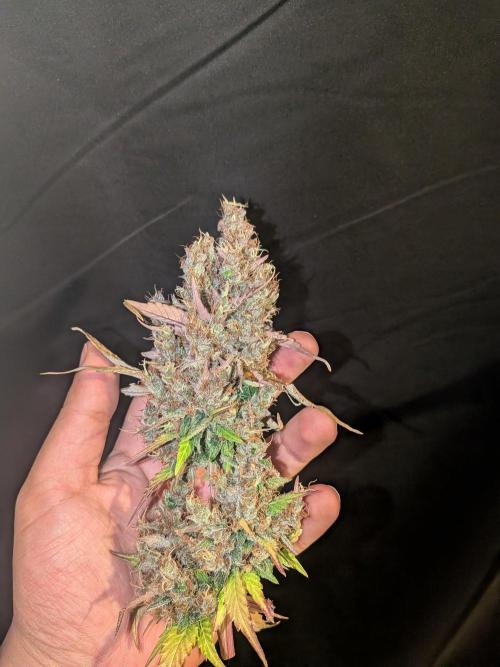 Dark Lemonade 🍋 Auto. Week 12