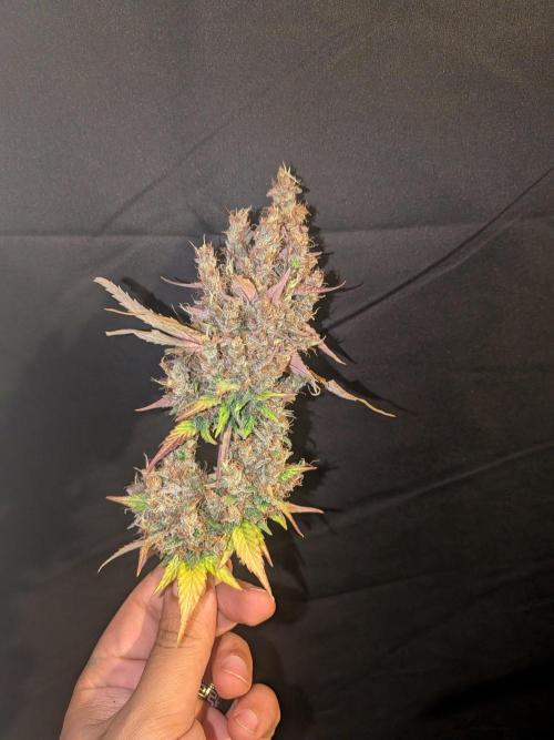 Dark Lemonade 🍋 Auto. Week 12