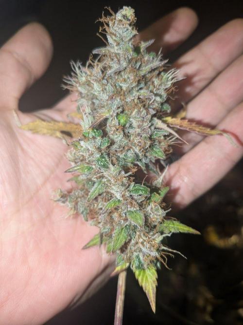 Dark Lemonade 🍋 Auto. Week 12