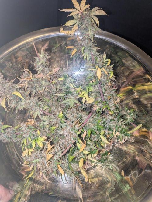 Dark Lemonade 🍋 Auto. Week 12