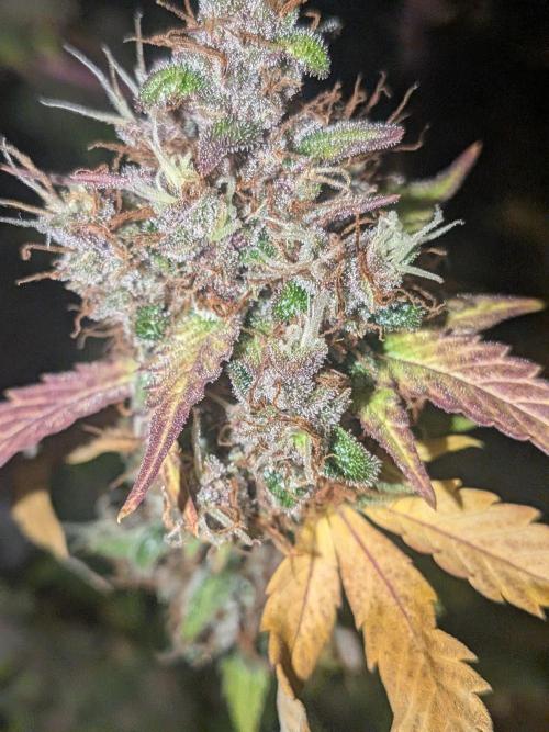Dark Lemonade 🍋 Auto. Week 12